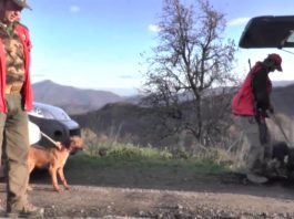 Speciale caccia: cinghiali di montagna