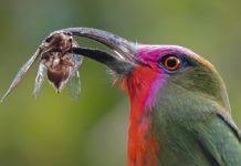 Digiscoper of the Year 2016, vince Jonathan Soon Digiscoper of the year 2016