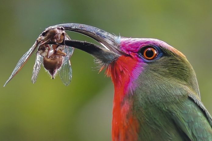 Digiscoper of the year 2016 Digiscoper of the year 2016