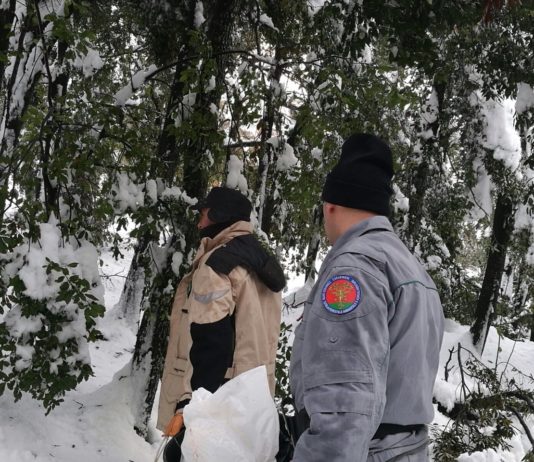 Carabinieri Forestali mettono in salvo animali protetti Carabinieri Forestali mettono in salvo animali protetti