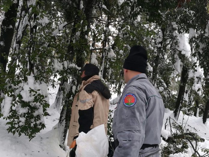 Carabinieri Forestali mettono in salvo animali protetti Carabinieri Forestali mettono in salvo animali protetti