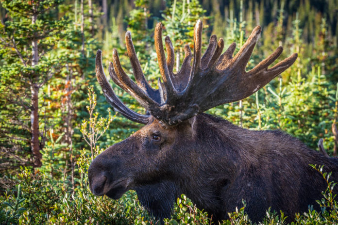 Norma moose hunt 2015-02-alce Norma moose hunt 2015