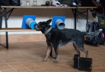 Conservation K9: la cinofilia al servizio della conservazione della fauna conservazione della fauna