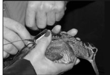 Federcaccia: ricerca e gestione della fauna, focus a Hit Show 2017 federcaccia avifauna migratoria