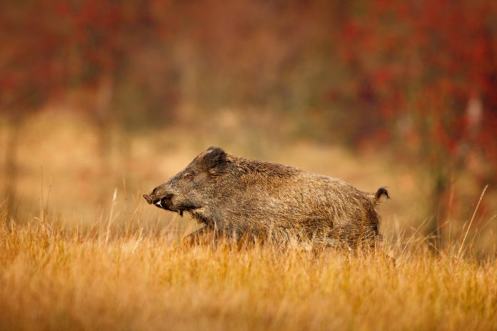 Cinghialai assegnazione diretta, rotazione o sorteggio La Federcaccia Toscana contesta la proposta di Sergio Sorrentino (Arcicaccia) sul rifiuto dell'assegnazione diretta delle zone nella caccia al cinghiale.