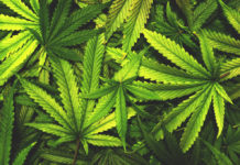 Se tra l’erba spunta un fucile a pompa Se tra l'erba spunta un fucile a pompa operazione antidroga