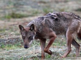 Operazione lupo: 229 sequestri di ibridi tra cane e lupo lupo andrea dal pian