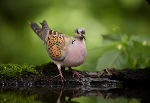 International Union of Game Biologists tortora International Union of Game Biologists tortora