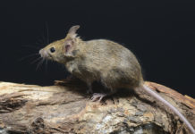 Spara ai topi, gli sequestrano i fucili sequestro cautelare dei fucili