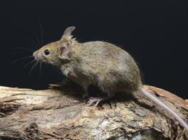 Spara ai topi, gli sequestrano i fucili sequestro cautelare dei fucili