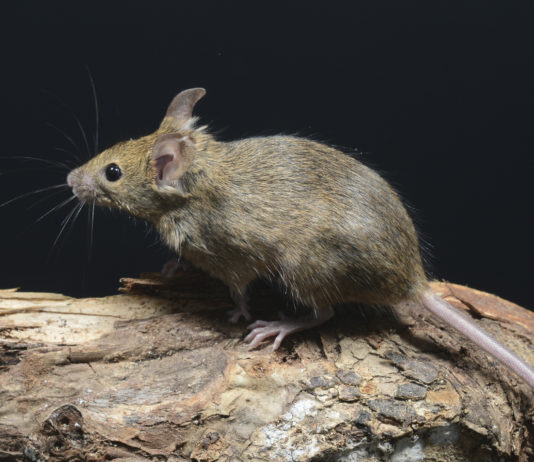 Spara ai topi, gli sequestrano i fucili sequestro cautelare dei fucili