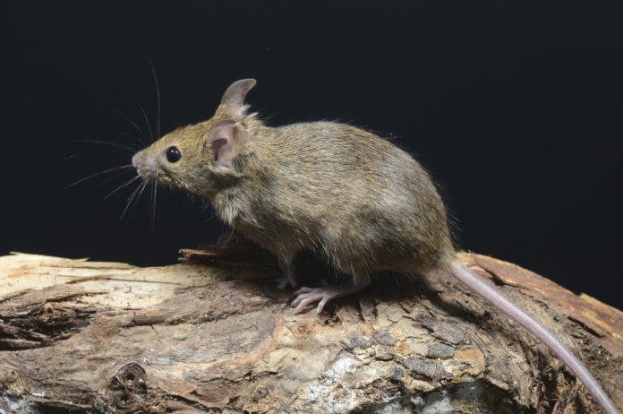 Spara ai topi, gli sequestrano i fucili sequestro cautelare dei fucili