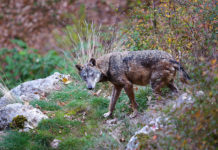 3 motivi per combattere il bracconaggio e 3 azioni per contrastarlo 3 motivi per combattere il bracconaggio e 3 azioni per contrastarlo