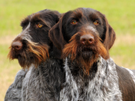 Seminario 13 e 14 maggio: preparazione e utilizzo del cane da utilità venatoria seminario cane da utilità venatoria drahthaar