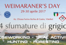 Weimaraner: appuntamento il 29 e 30 aprile in Maremma weimaraner