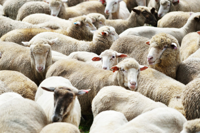 No, l’ovile non è proprio una custodia adeguata