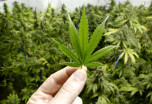 Pistole illegali e cannabis, arrestati pensionato e badante I carabinieri hanno arrestato un pensionato di Bronte e la sua badante rumena per detenzione illecita di armi e coltivazione di cannabis.