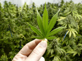 Pistole illegali e cannabis, arrestati pensionato e badante I carabinieri hanno arrestato un pensionato di Bronte e la sua badante rumena per detenzione illecita di armi e coltivazione di cannabis.