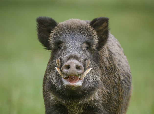 federcaccia cinghiale federcaccia cinghiale
