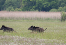 Operatore abilitato al controllo della fauna: lo chiede la Conferenza delle Regioni Operatore abilitato controllo fauna