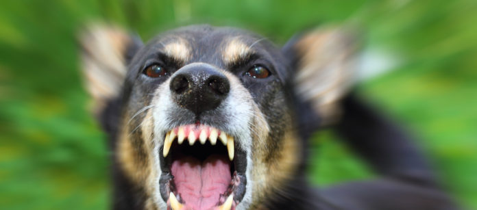 Angry dog Angry dog