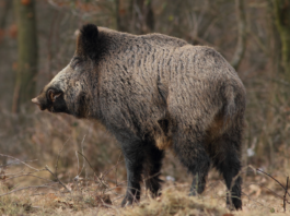 Caccia di selezione al cinghiale: l’Emilia Romagna ha disciplinato l’utilizzo della pasturazione cinghiale