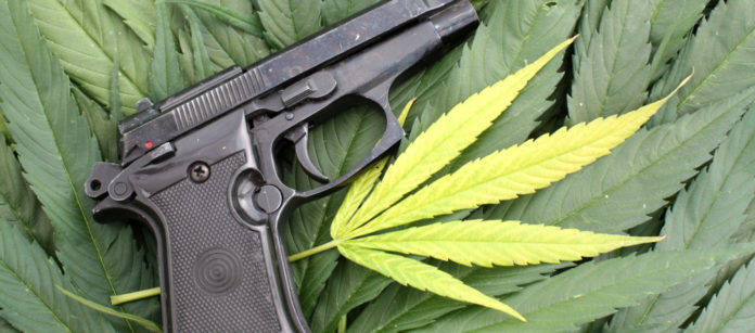 Gun cannabis