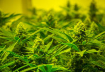 Le armi erano legali, la coltivazione di marijuana no Un controllo delle armi detenute legalmente ha portato alla scoperta di una piantagione di canapa indiana: arresto e sequestro delle armi per due crotonesi.