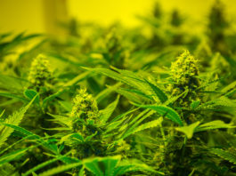 Le armi erano legali, la coltivazione di marijuana no Un controllo delle armi detenute legalmente ha portato alla scoperta di una piantagione di canapa indiana: arresto e sequestro delle armi per due crotonesi.