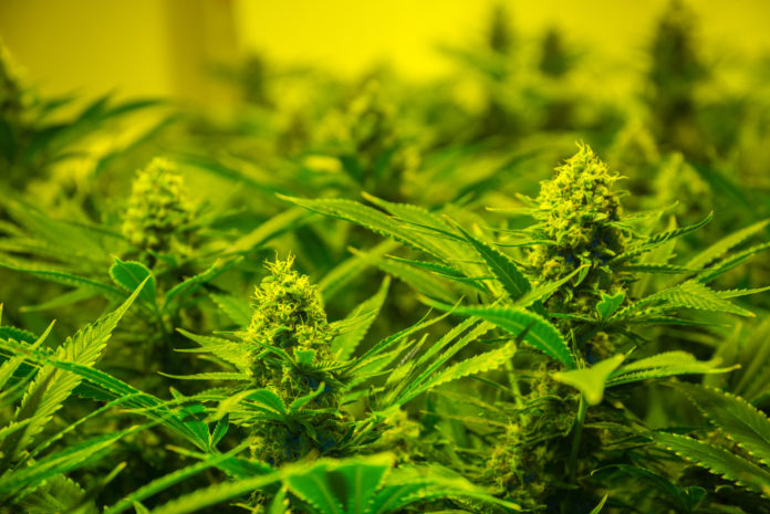 Le armi sono legali, la coltivazione di marijuana no Un controllo delle armi detenute legalmente ha portato alla scoperta di una piantagione di canapa indiana: arresto e sequestro delle armi per due crotonesi.