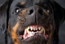 Sull’affidabilità di chi ha ottenuto il porto d’armi Rottweiler
