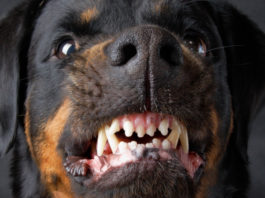 Sull’affidabilità di chi ha ottenuto il porto d’armi Rottweiler