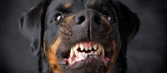 Rottweiler Rottweiler
