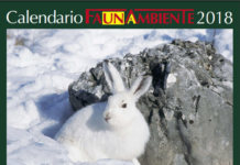 Faunambiente: presentati due nuovi volumi fotografici sugli uccelli Faunambiente