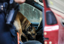 Un bando da mezzo milione di euro Polizia norvegese