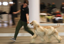 A Hit Dog Show 1.500 cani di razze diverse Hit Dog Show 2018