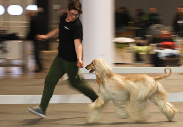 Hit Dog Show 2018 Hit Dog Show 2018