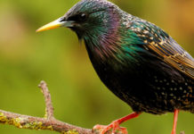 Aperture dell’Unione europea su tortora, Key Concepts e deroga allo storno Sturnus vulgaris