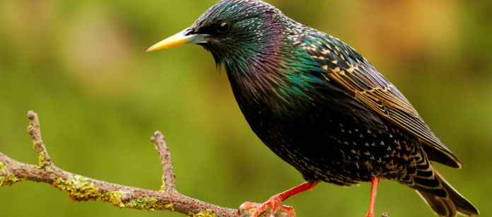 Sturnus vulgaris Sturnus vulgaris