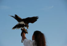 I Falconieri del Re a Hunting Show Sud i falconieri del re