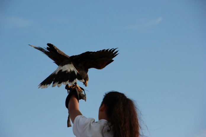 i falconieri del re i falconieri del re