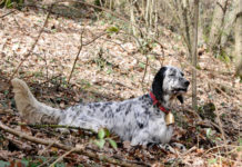 Editoriale: “Cani da caccia: bravi e belli” cani da caccia
