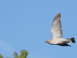 A caccia nelle zone Rete Natura 2000 delle Marche: un’altra sentenza A caccia nelle zone Rete Natura 2000 delle Marche colombaccio in volo