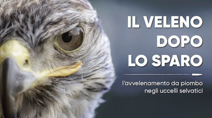 “Il veleno dopo lo sparo” a Venzone un convegno su piombo e caccia “Il veleno dopo lo sparo” a Venzone un convegno su piombo e caccia